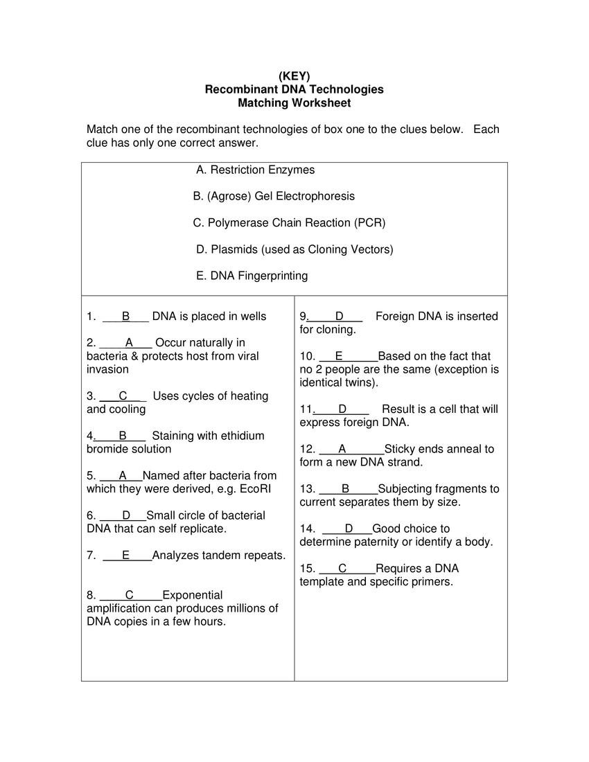 14 Worksheets On DNA Molecule Worksheeto