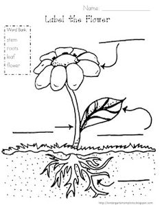 Label Plant Parts Printable