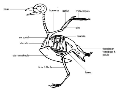 Bird Bone Structure Diagram