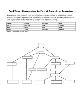 Blank Food Web Worksheets