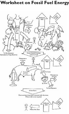 Formation of Fossil Fuels Worksheet