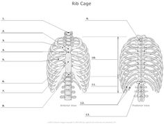 Rib Cage Anatomy Worksheet