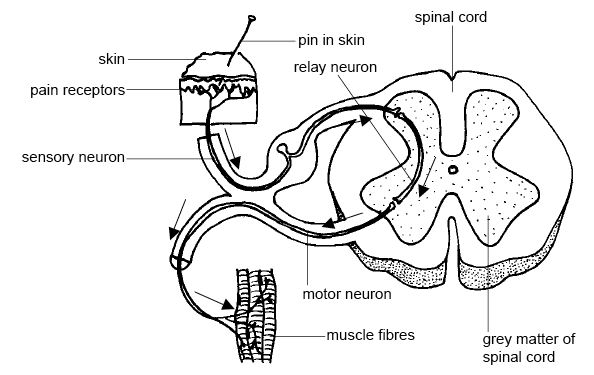 Sensory and Motor Neurons Spinal Cord Anatomy