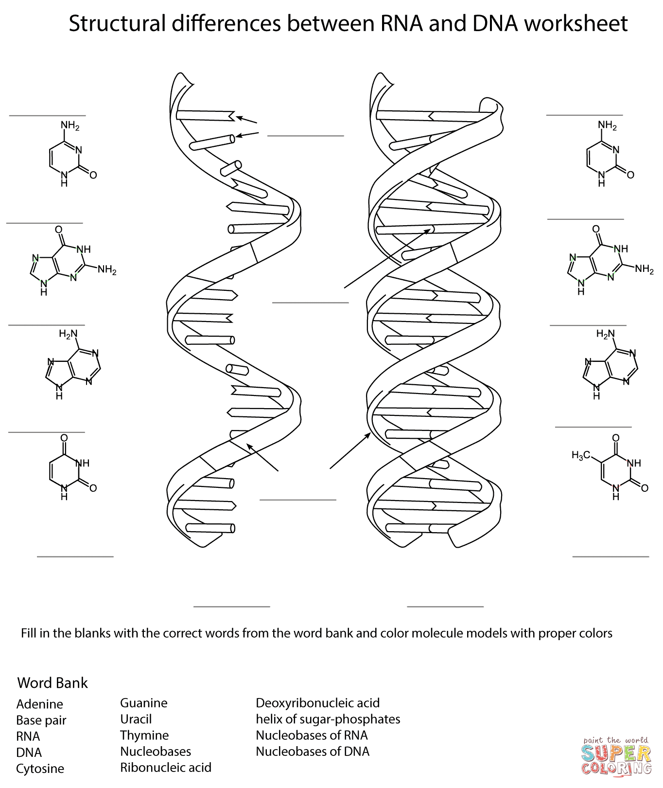 17 DNA Worksheet Printable Worksheeto