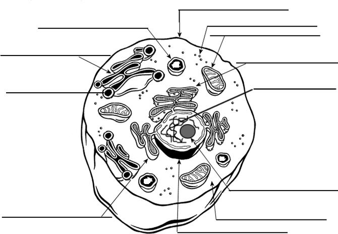 Cell Organelle Labeling Worksheet