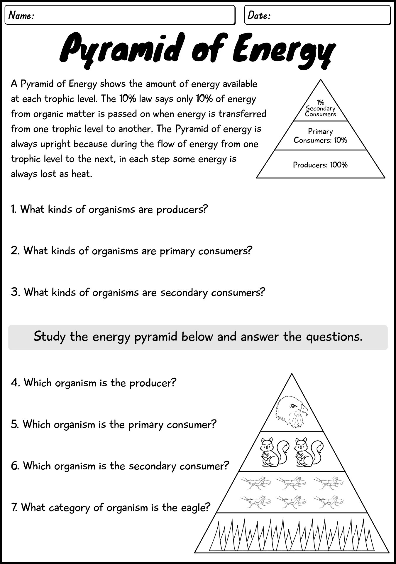 Food Web Energy Pyramid Worksheet