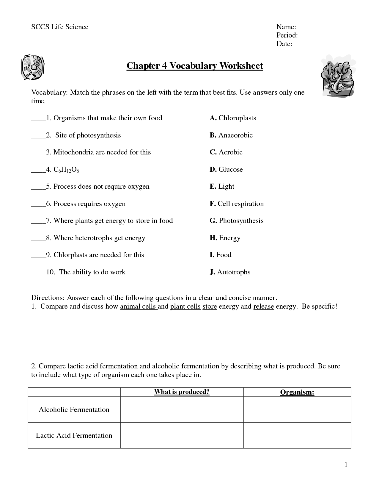 Photosynthesis and Cellular Respiration Worksheet Answers