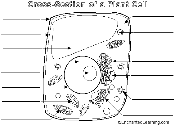 Plant and Animal Cell Diagram Worksheet