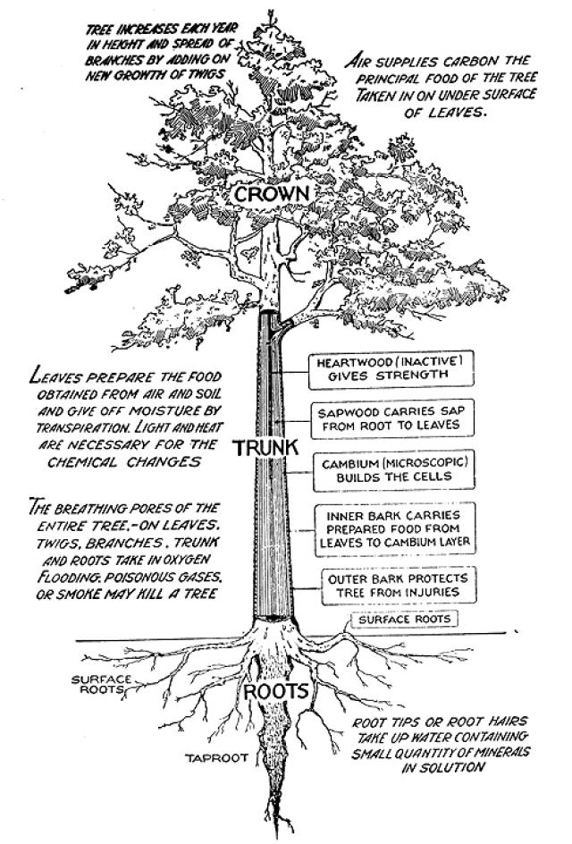 Tree Parts and Functions