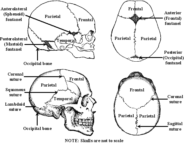 Adult Skull Sutures Diagram