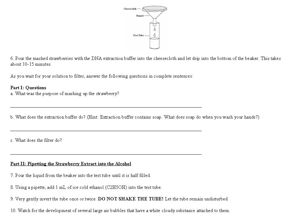 DNA Structure and Replication Worksheet Answer Key