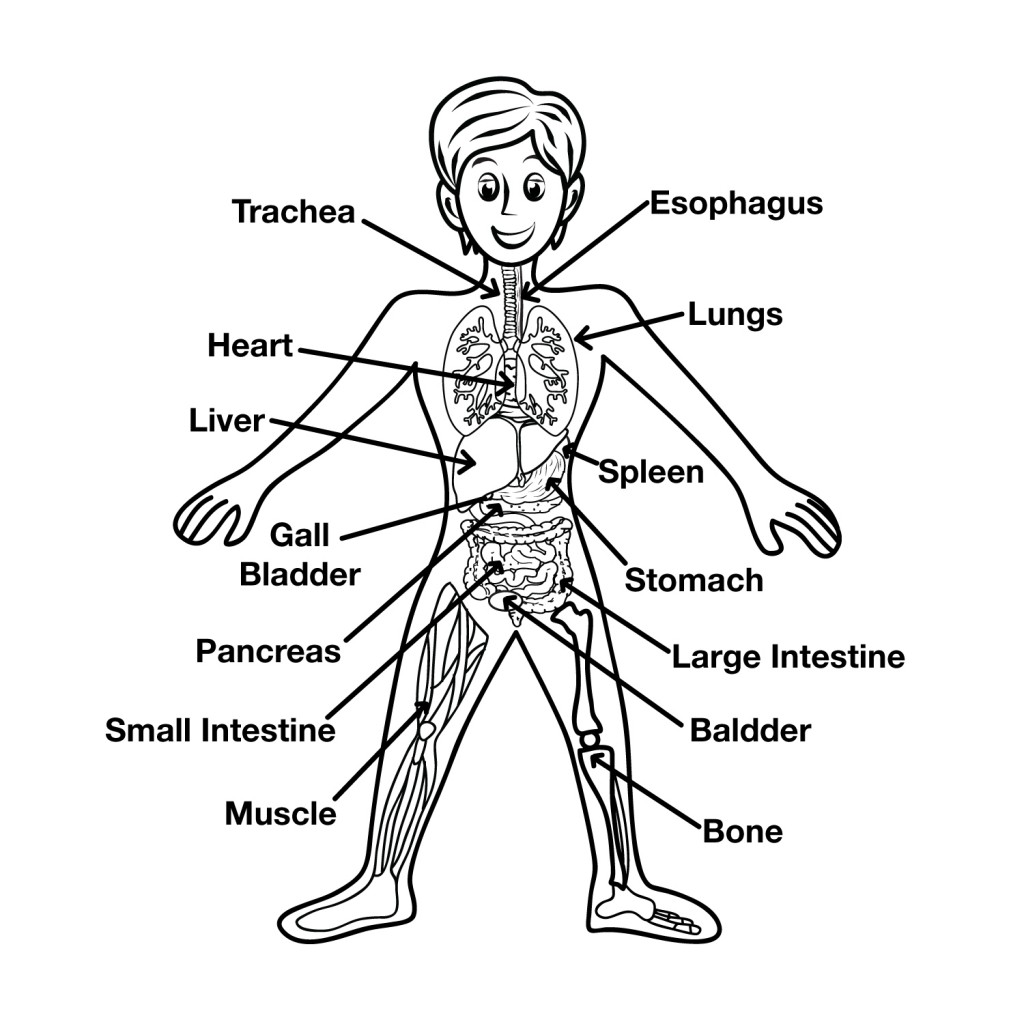 Kids Human Body Parts Diagram