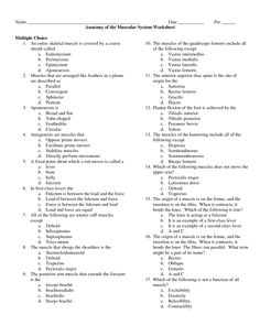 Muscular System Worksheets