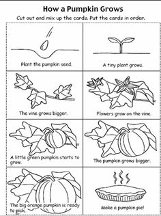 Pumpkin Literacy Activity