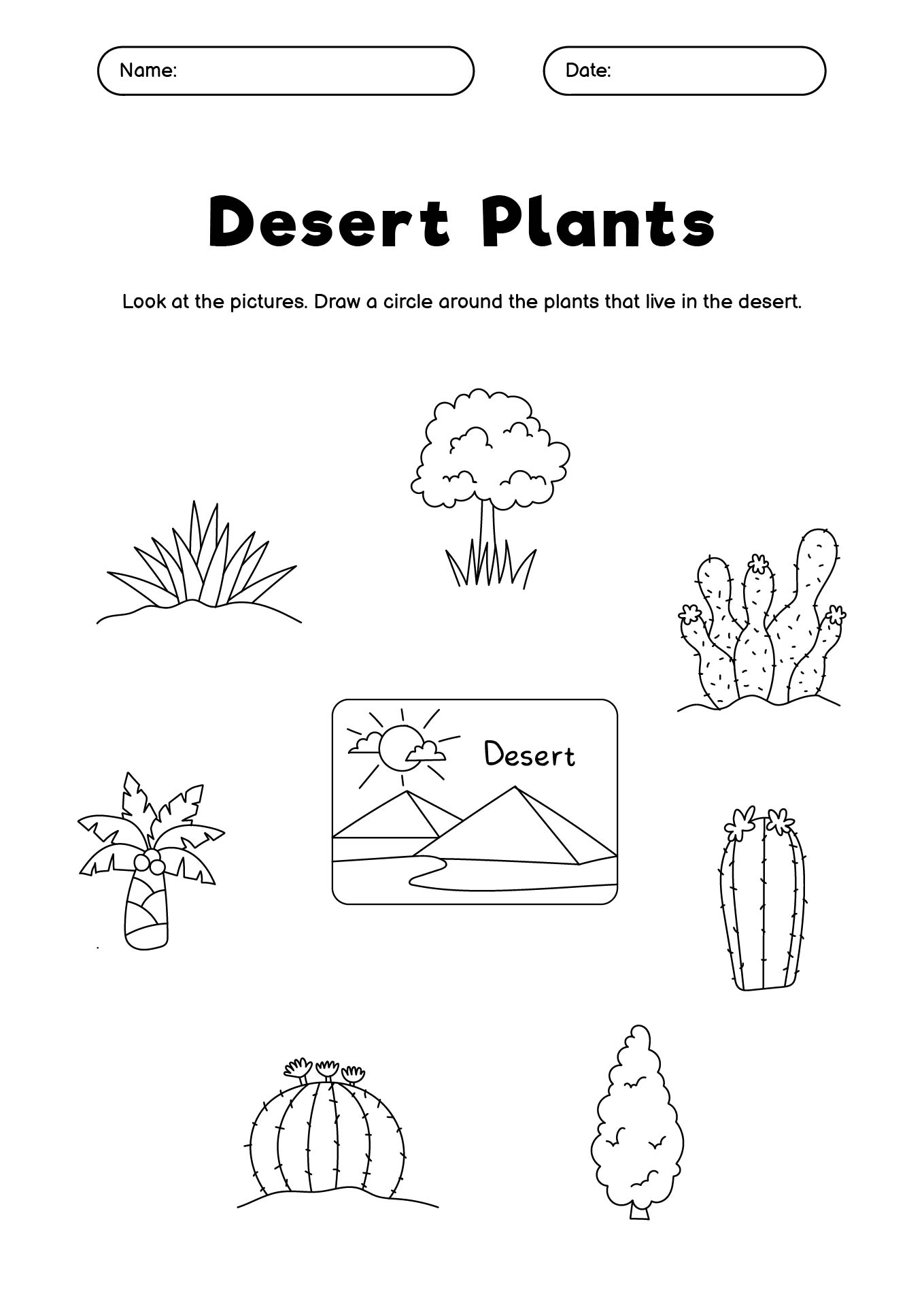 First Grade Desert Plants Identification Sheet