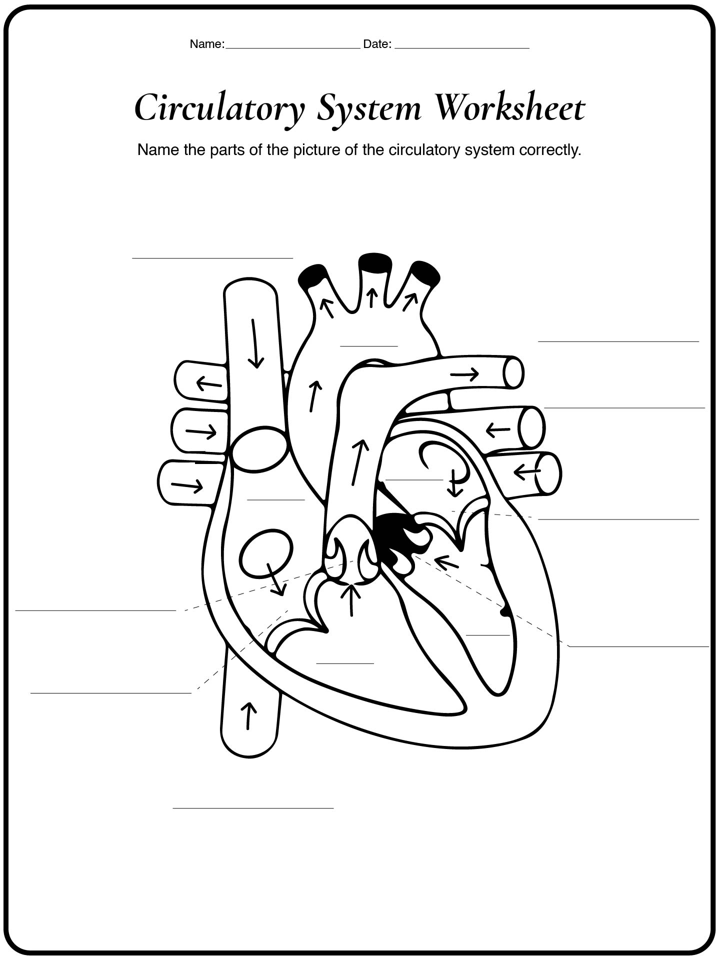 Circulatory System Study Sheets and Solutions