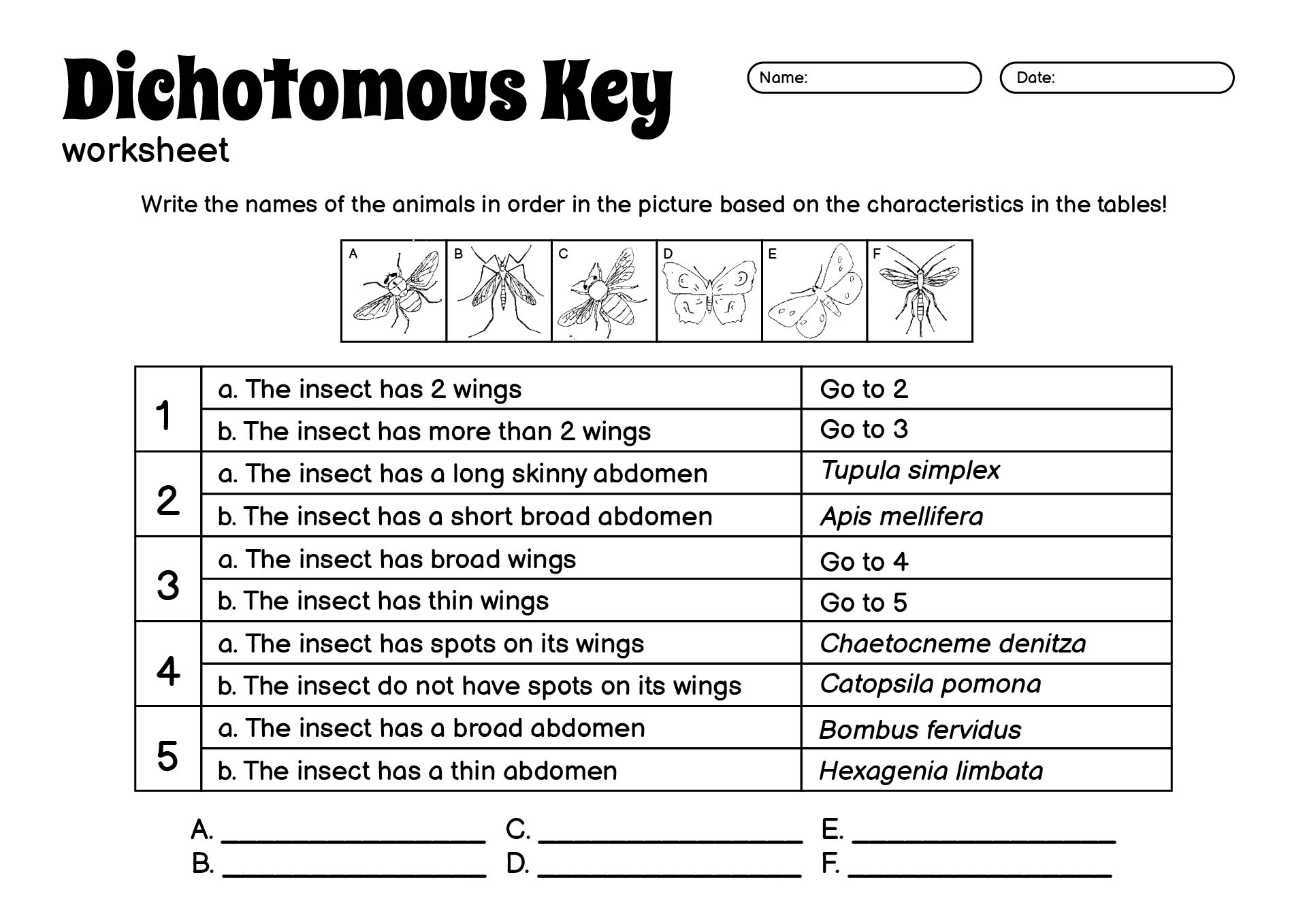 Dichotomous Key Identification Worksheets Answers