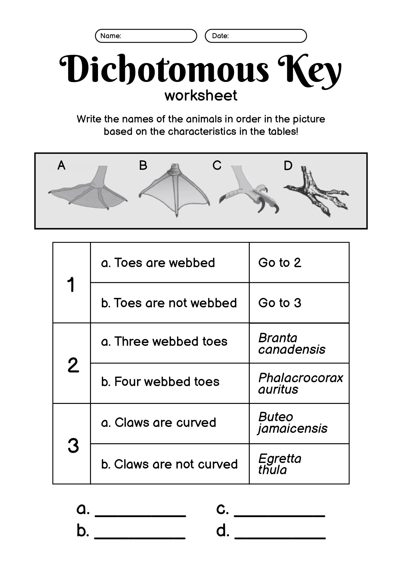 Dichotomous Key Practice Worksheet Answer Key