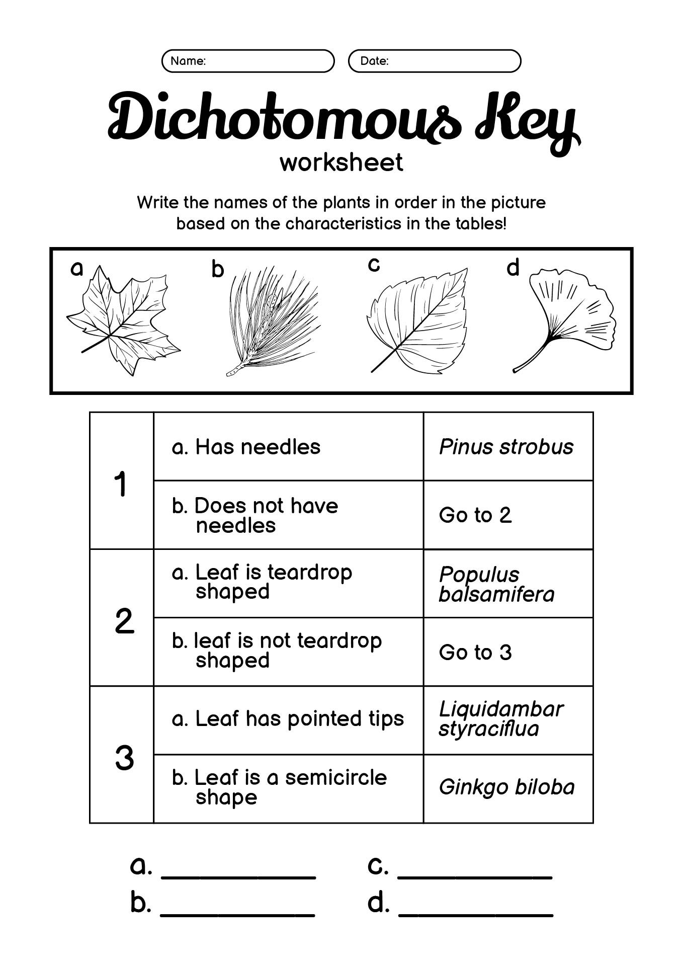 Dichotomous Key Worksheet Answer Key for Plants