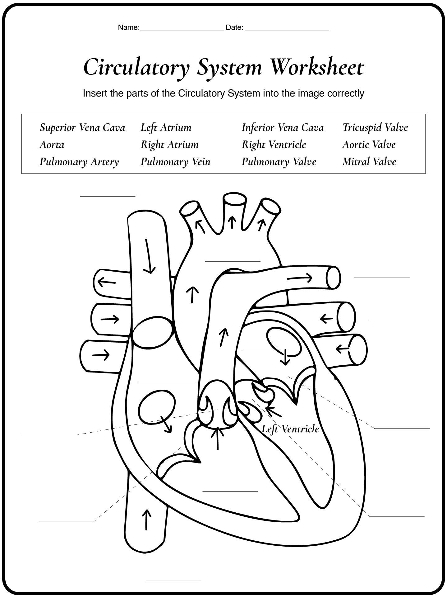 Human Circulation System Worksheets with Key