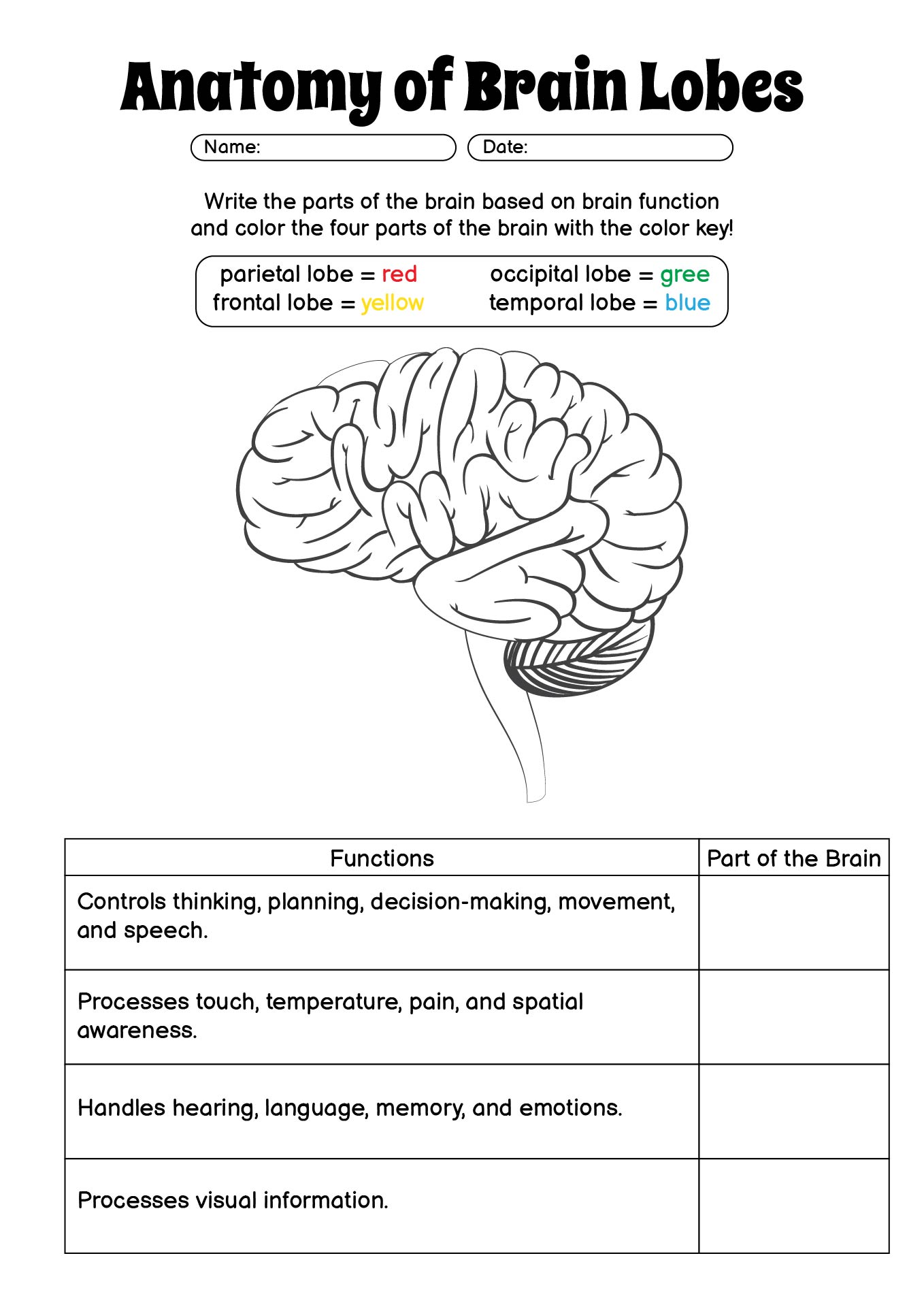 Anatomy of Brain Lobes Study Worksheet