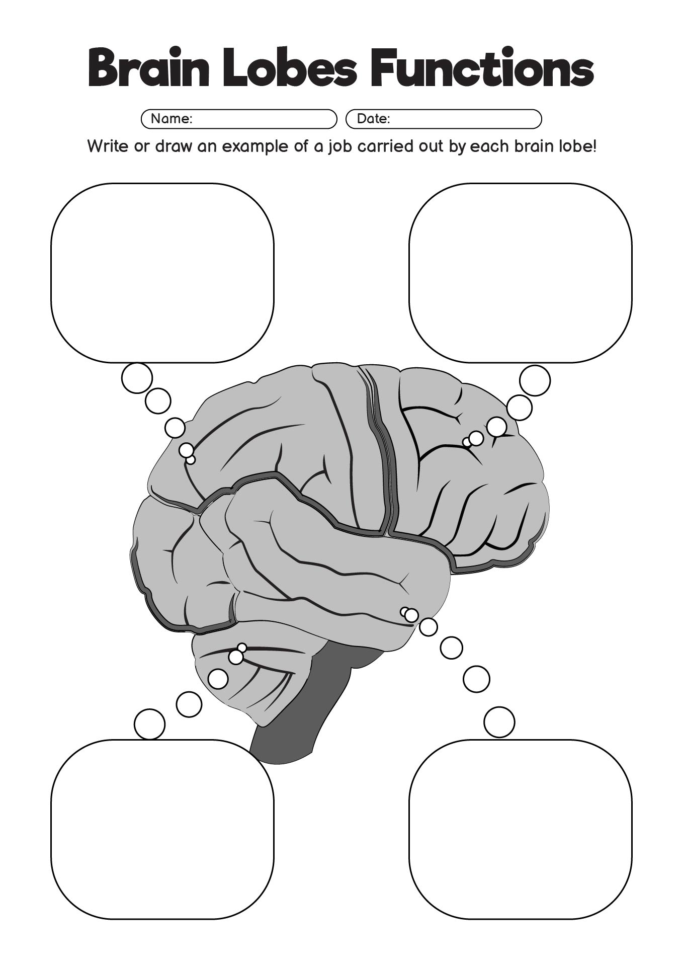 Brain Lobes Functions Worksheet