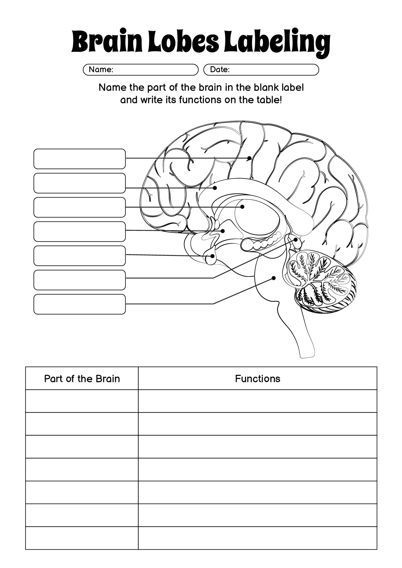 Brain Lobes Labeling Exercise Worksheet