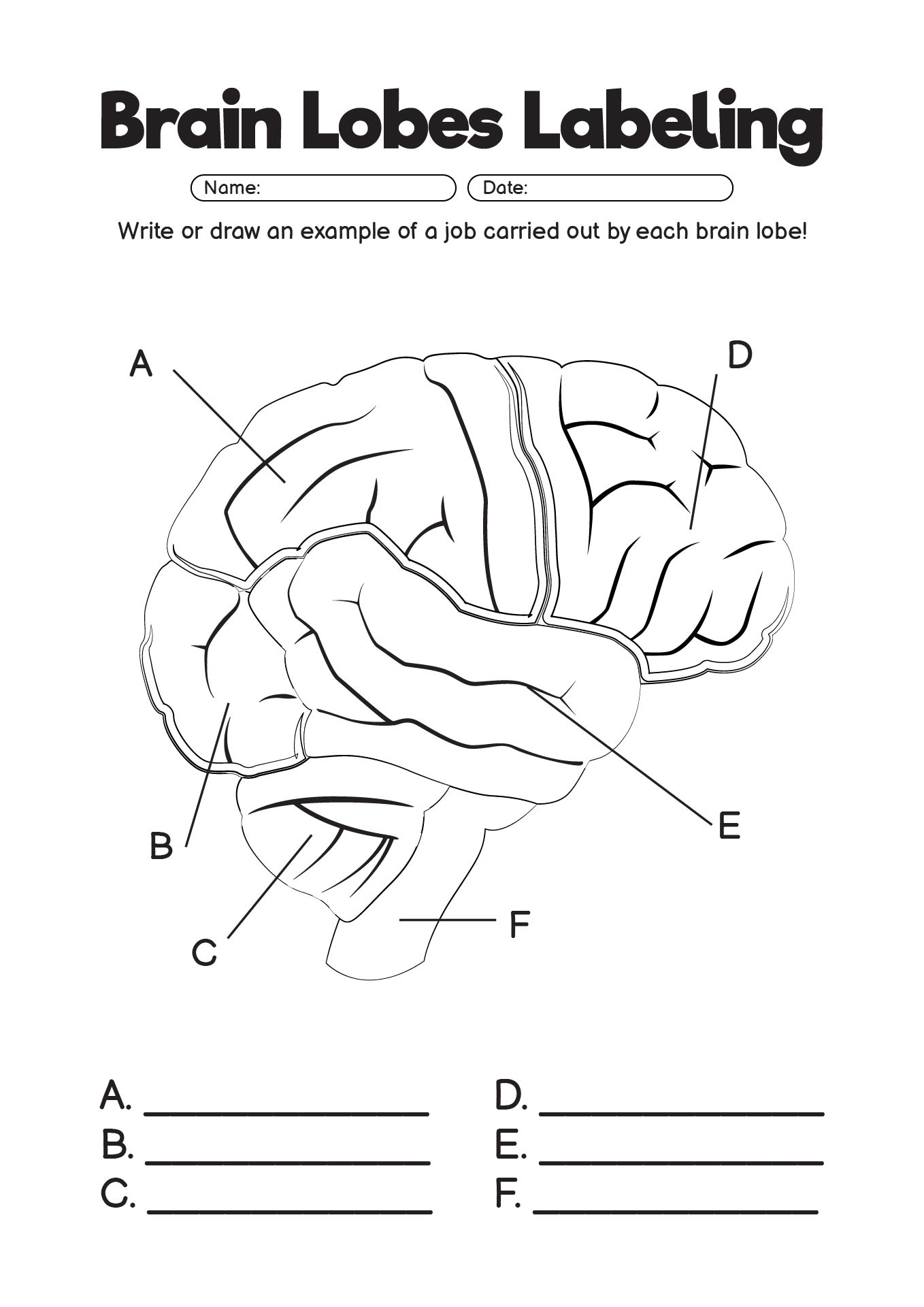 Brain Lobes Labeling Worksheet