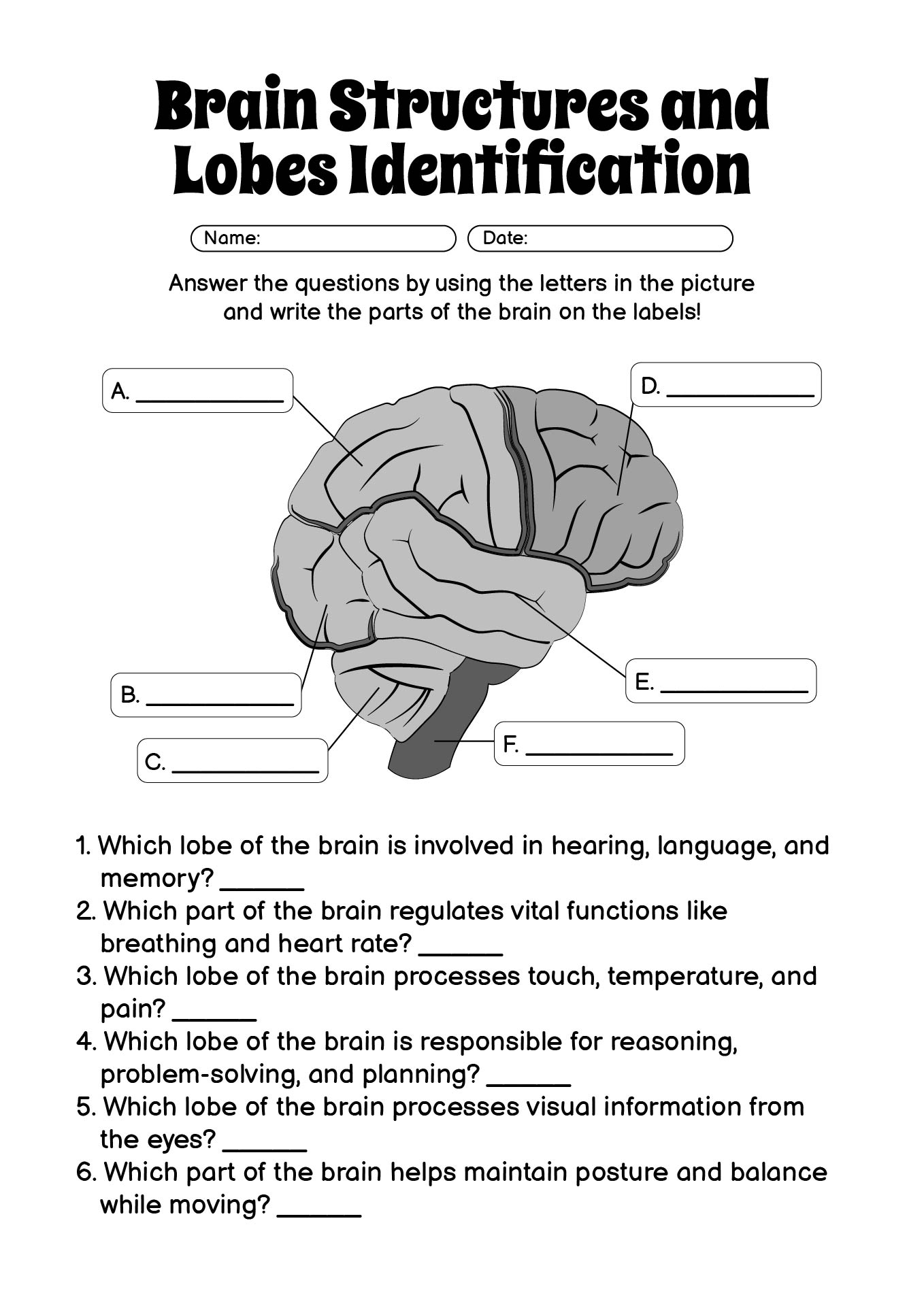 Brain Structures and Lobes Identification Worksheet