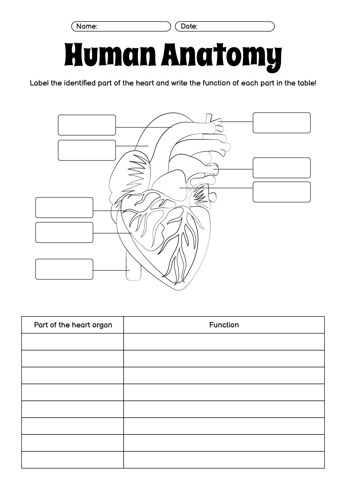 Human Anatomy Practice Worksheets