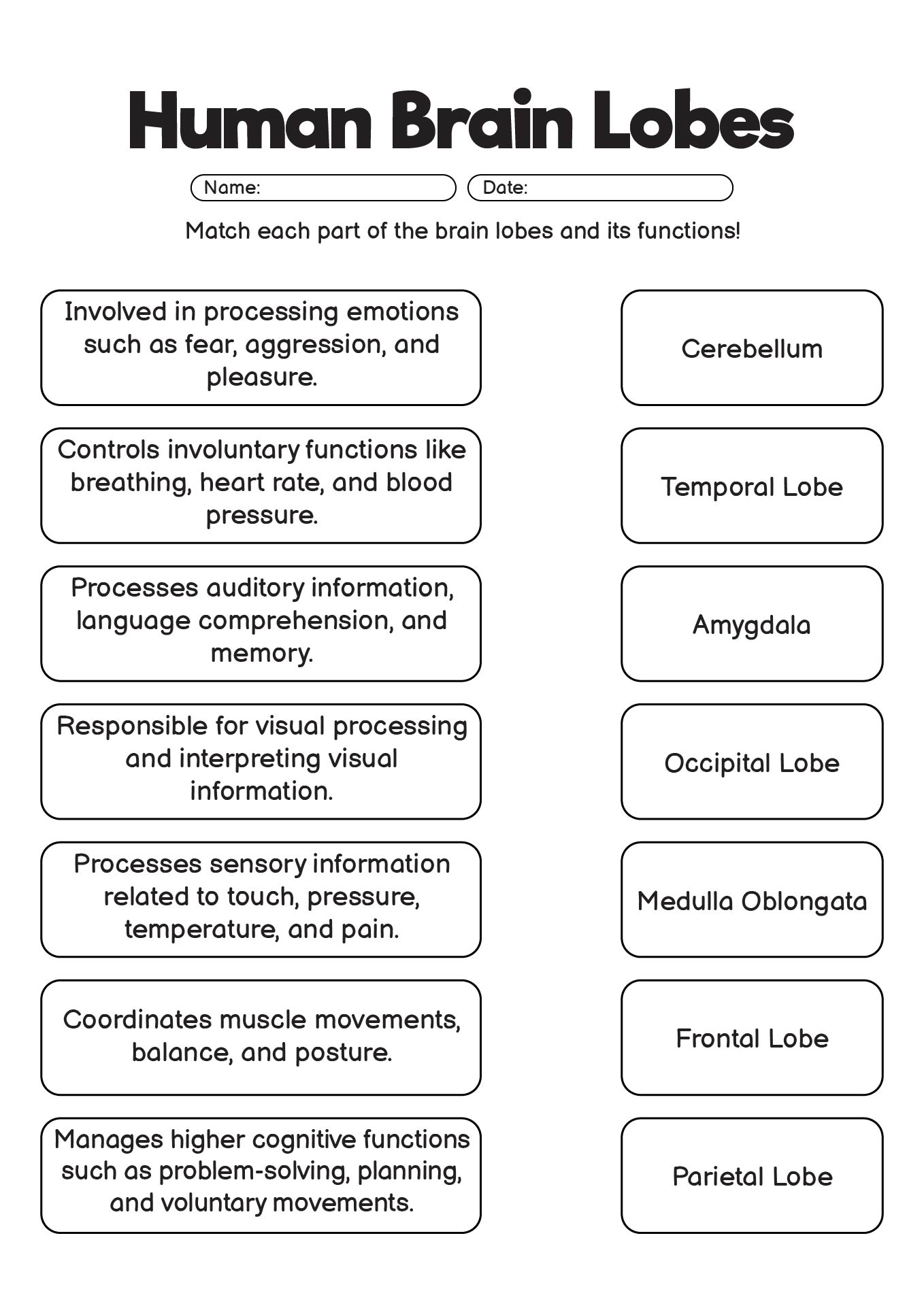 Human Brain Lobes Activity Sheets