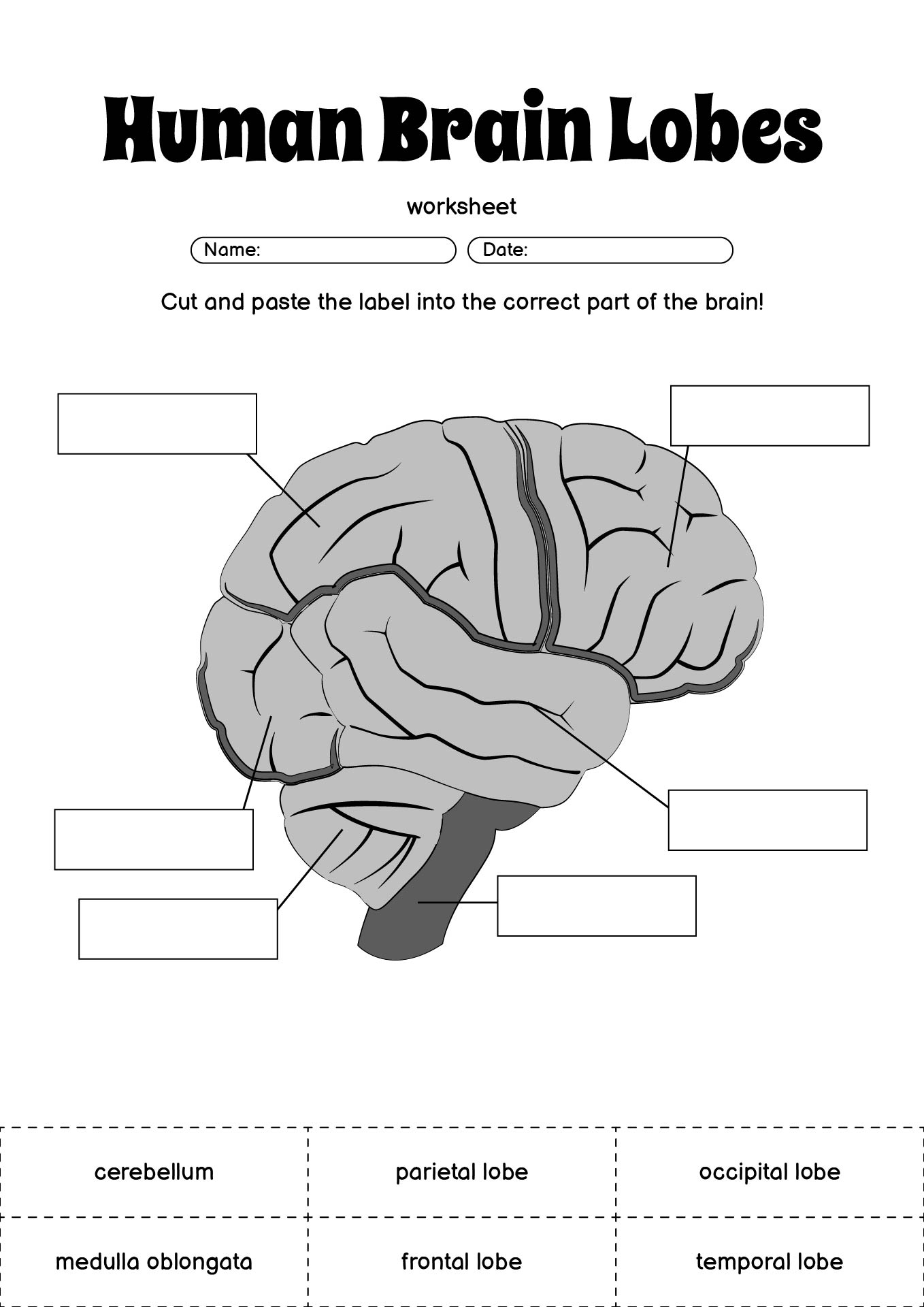 Human Brain Lobes Activity Worksheet