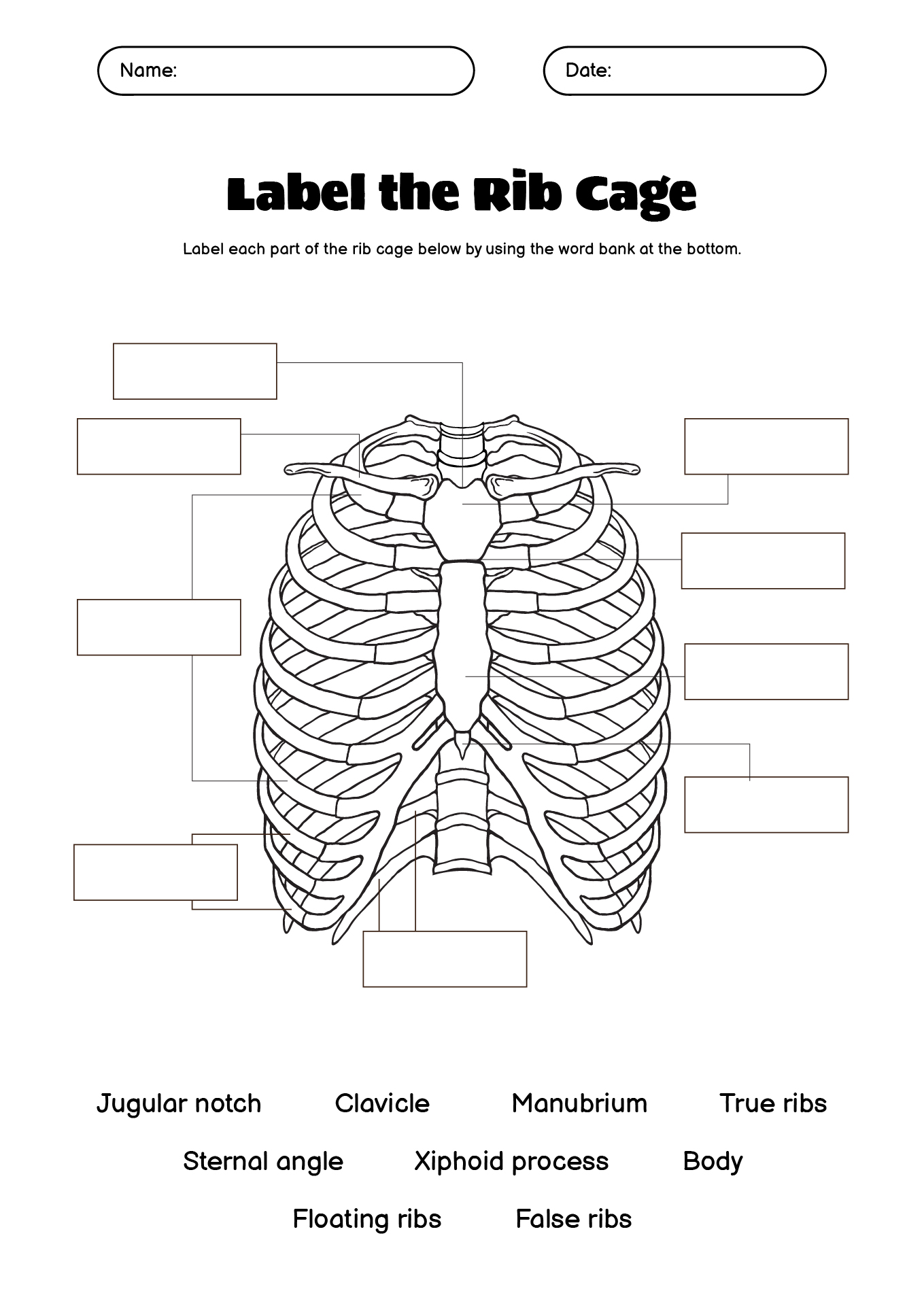 Anatomy Labeling Practice Worksheets