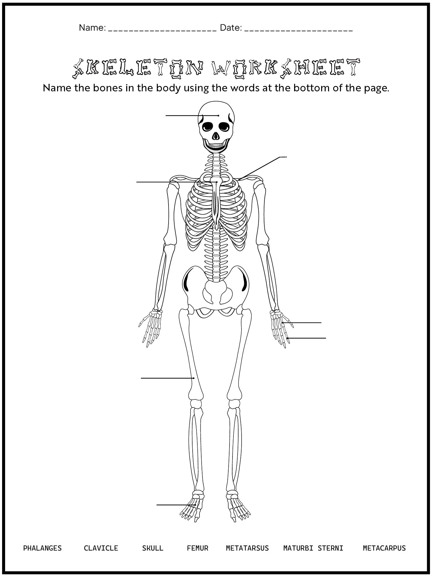 Anatomy Skeleton Printable Worksheets