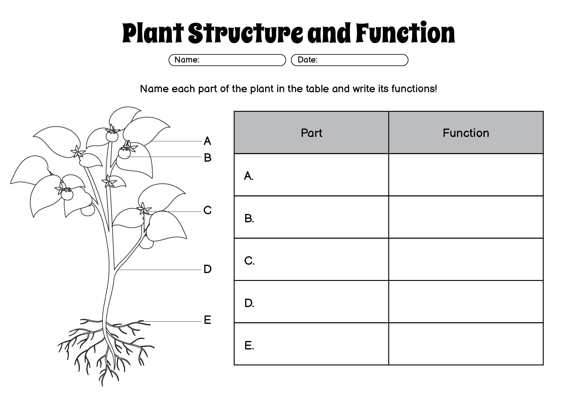 Botany Lesson Worksheet Exploring Plant Parts and Uses for Kids