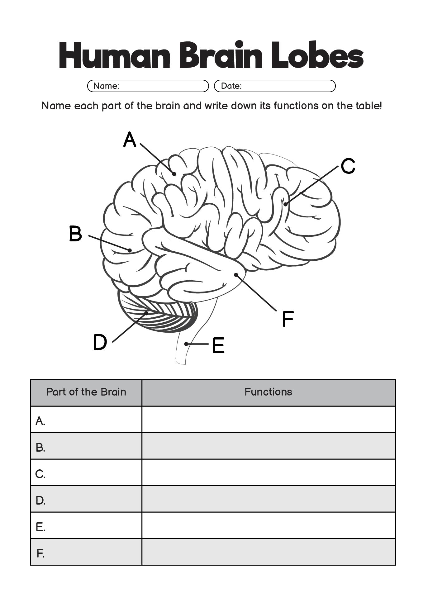 Brain Lobes and Their Functions Worksheet