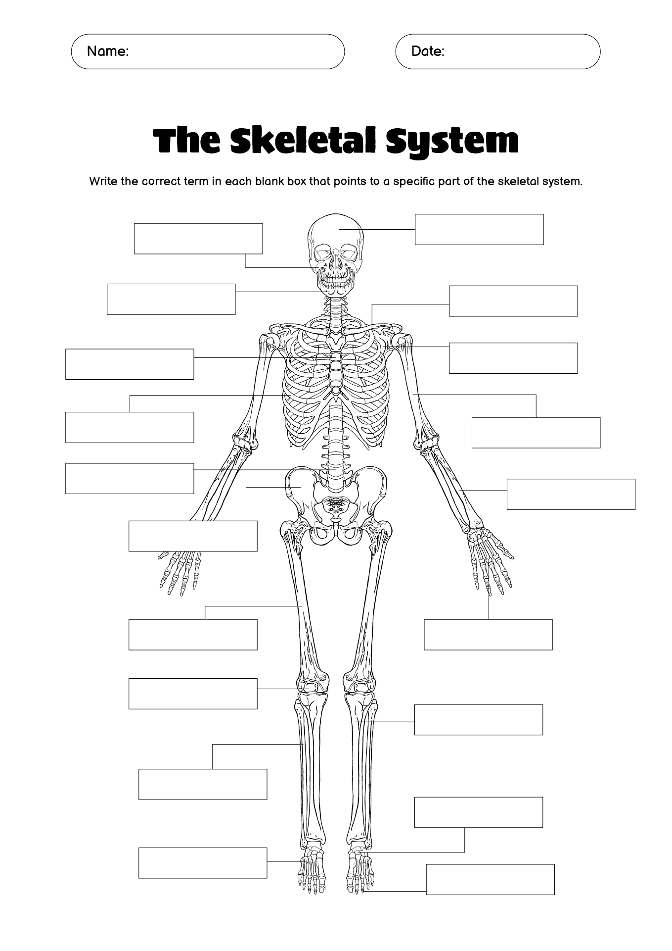 Human Anatomy Labeling Worksheets