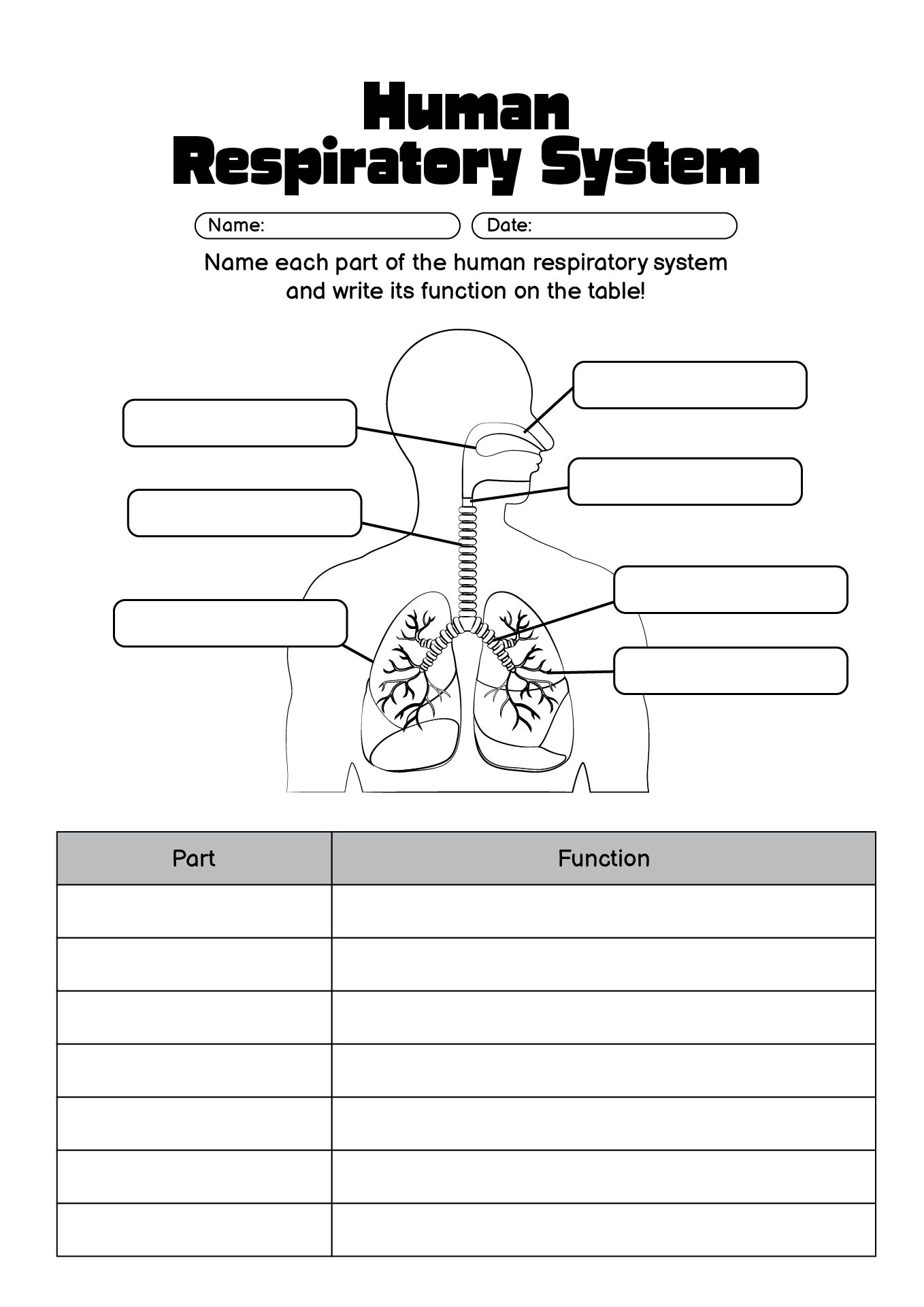 Human Respiratory System Worksheet Key