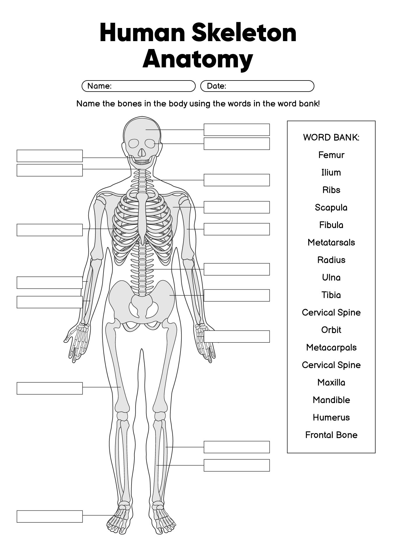 Human Skeleton Anatomy Printables