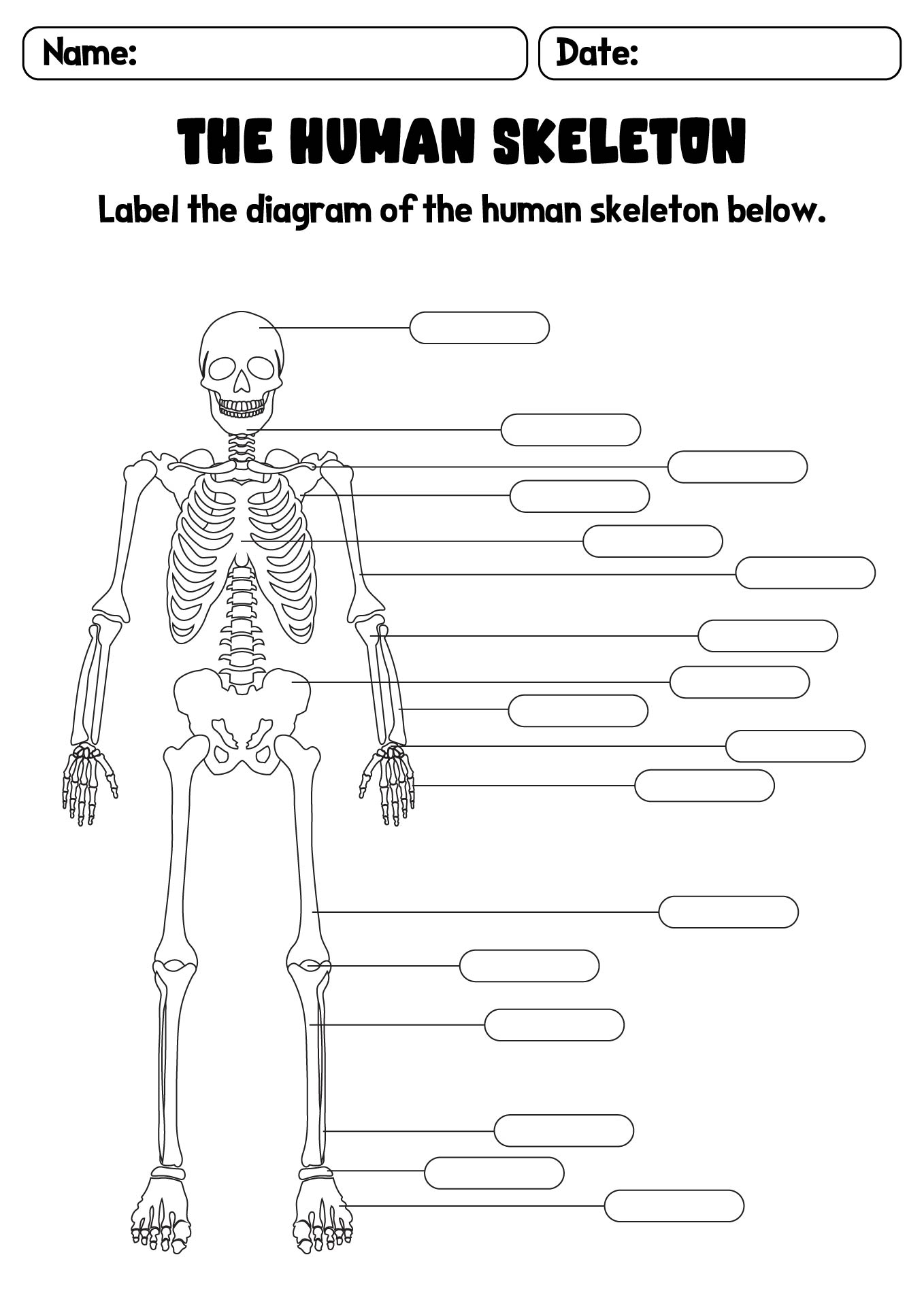 Human Skeleton Diagram Worksheets