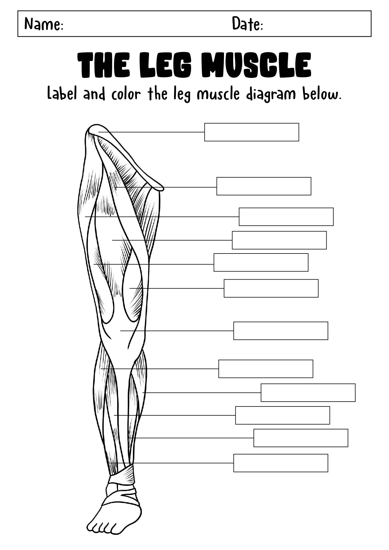 Muscle Anatomy Educational Worksheets