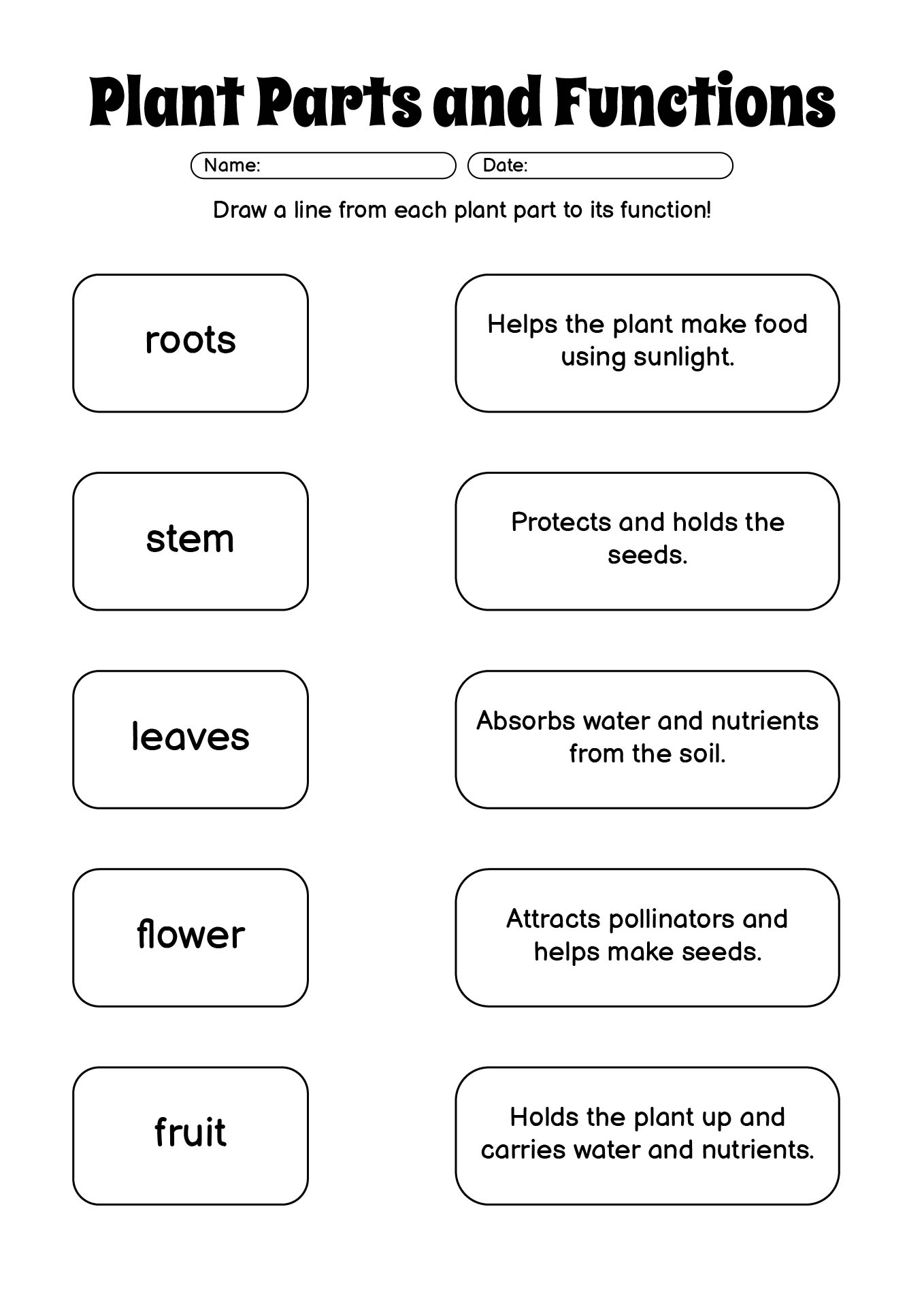 Plant Parts and Functions Activity Sheet for Grade 3