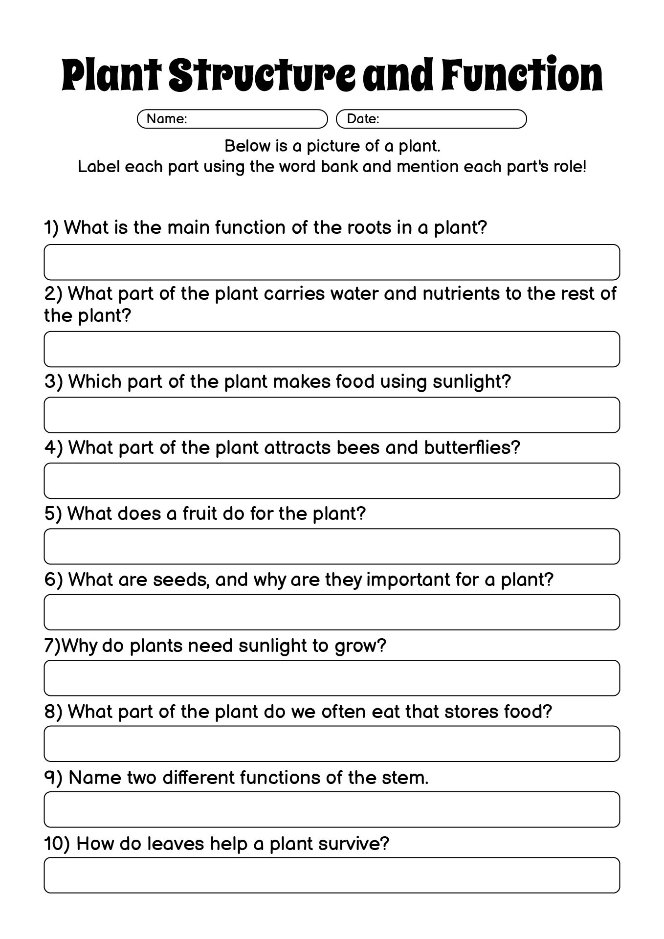 Plant Structure and Function Worksheet for Elementary Students