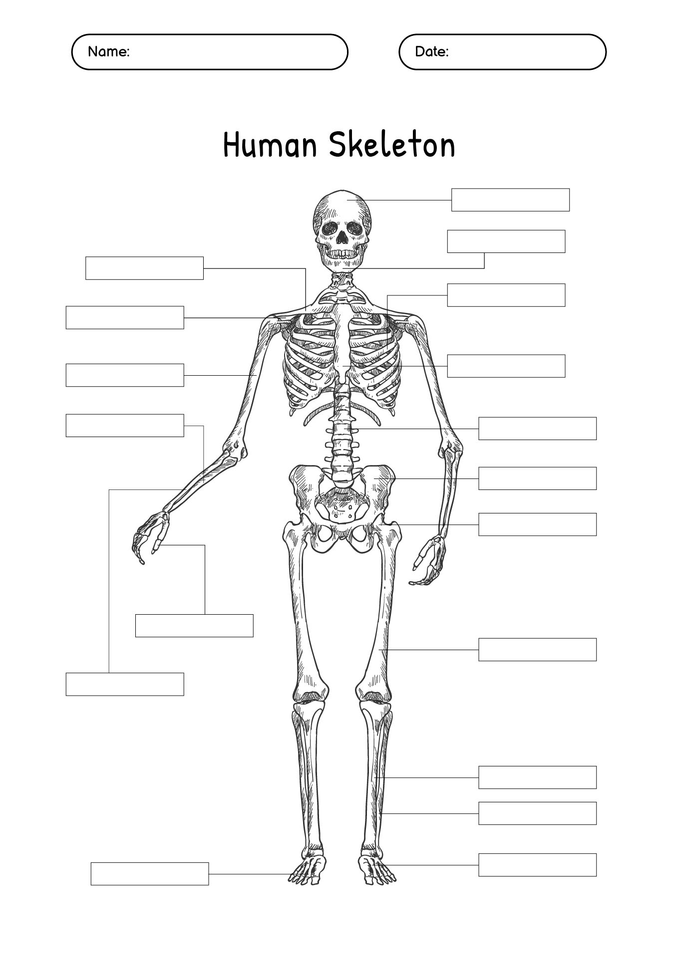 Printable Skeleton Diagram Worksheet