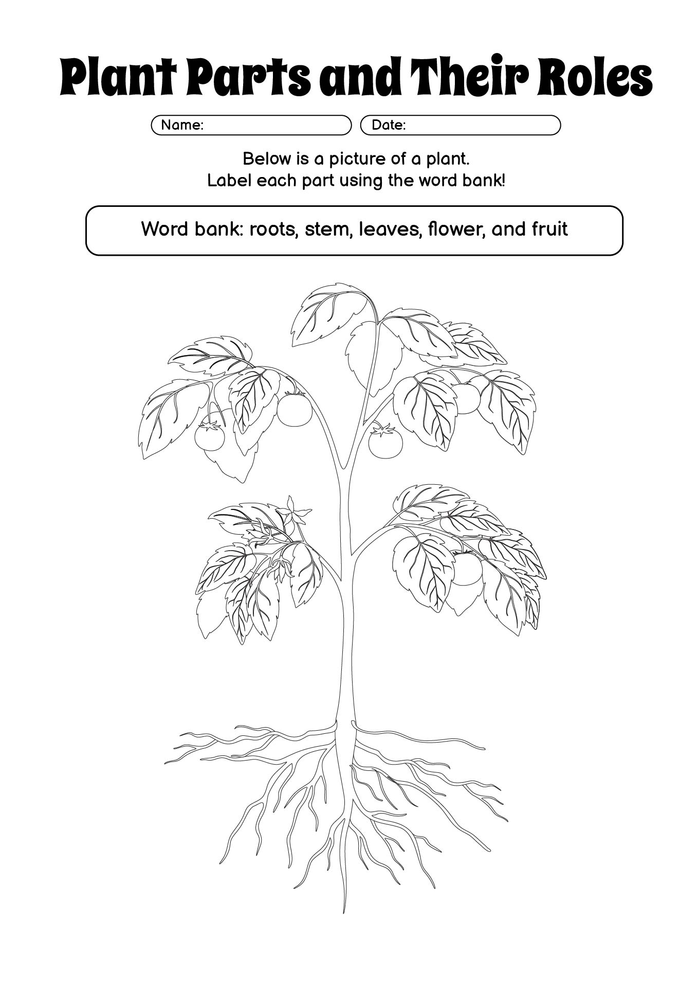 Printable Worksheet on Plant Parts and Their Roles for Middle School