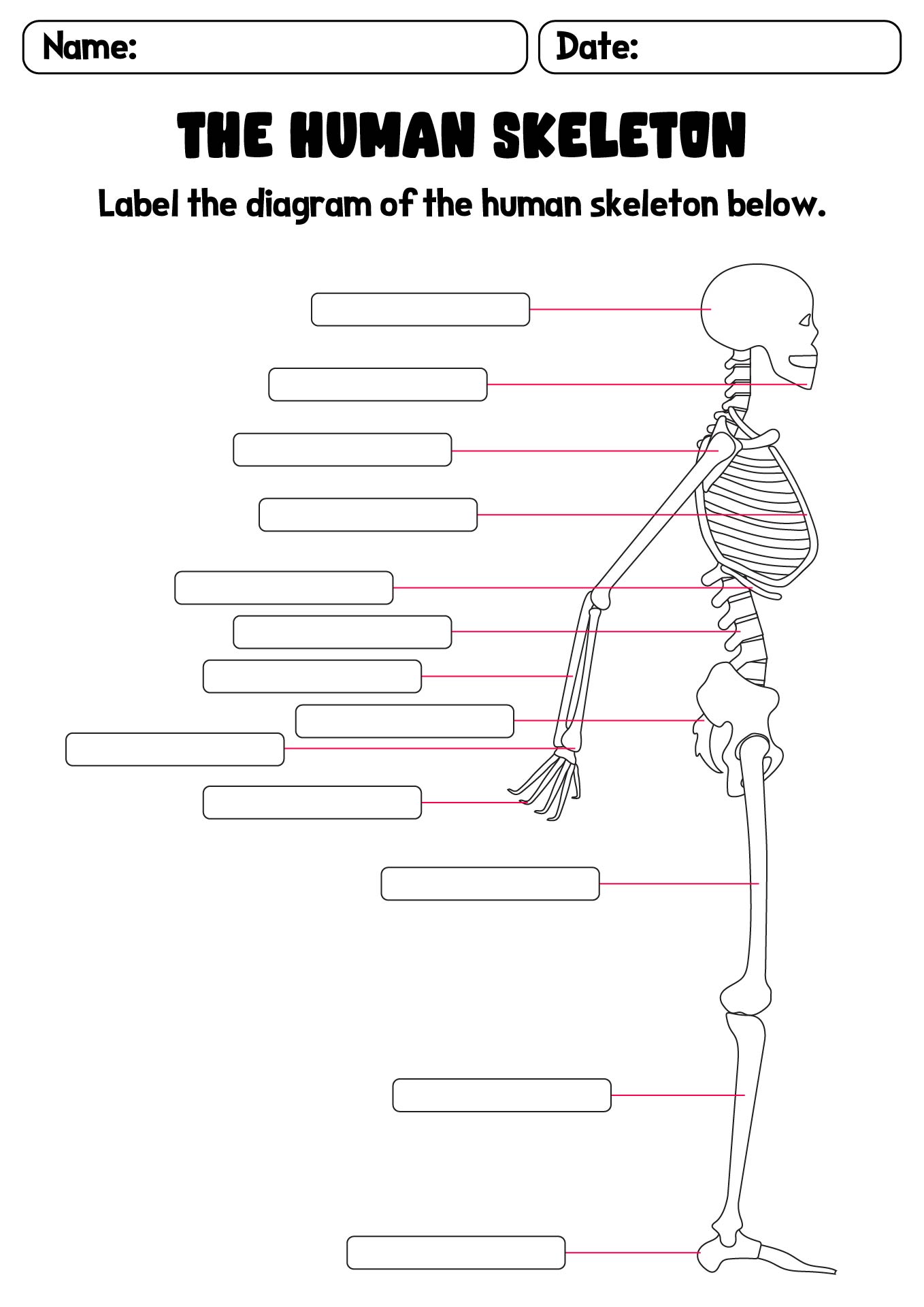 Printable Worksheets for Bone Identification