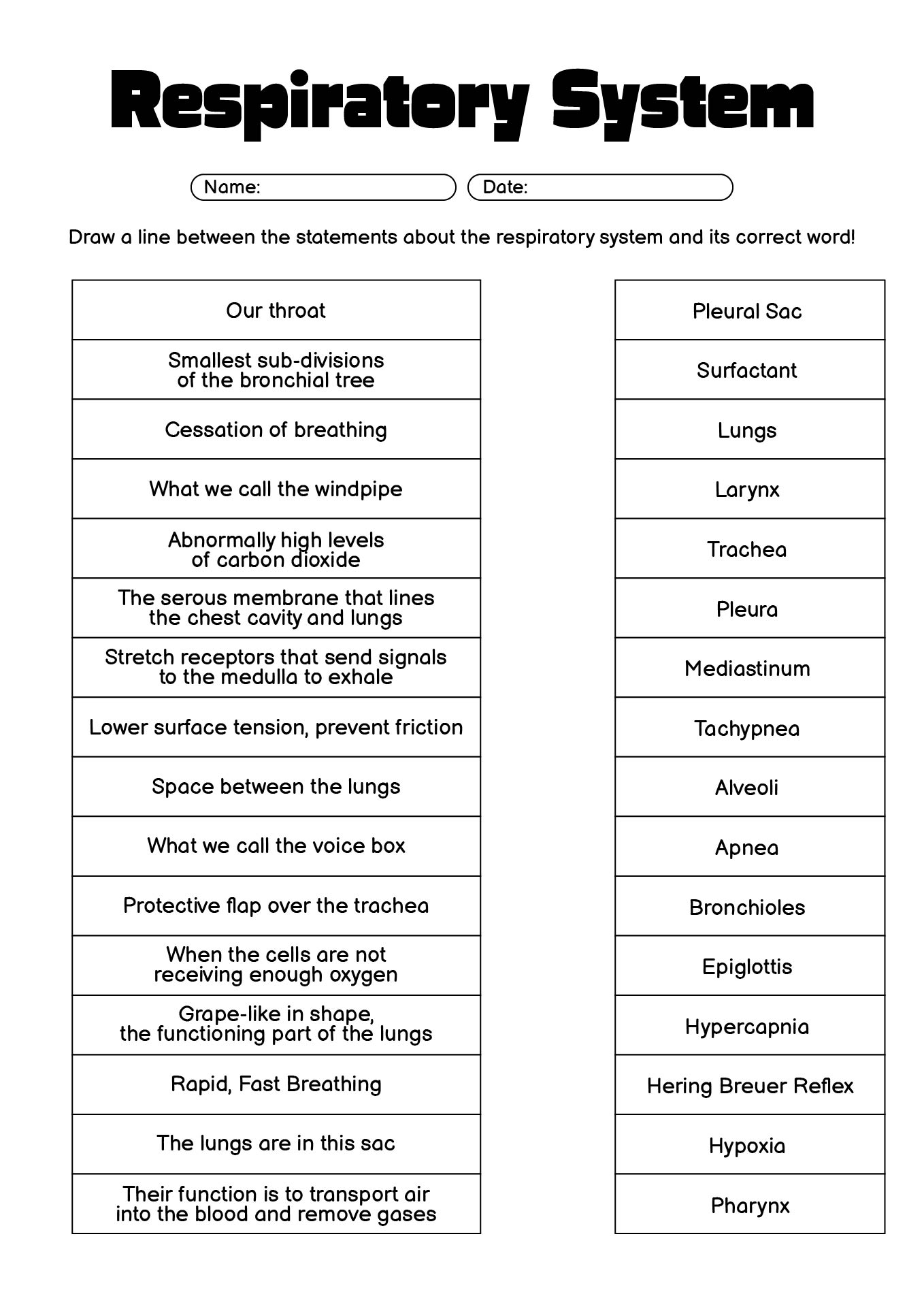 Respiratory System Worksheet Solutions