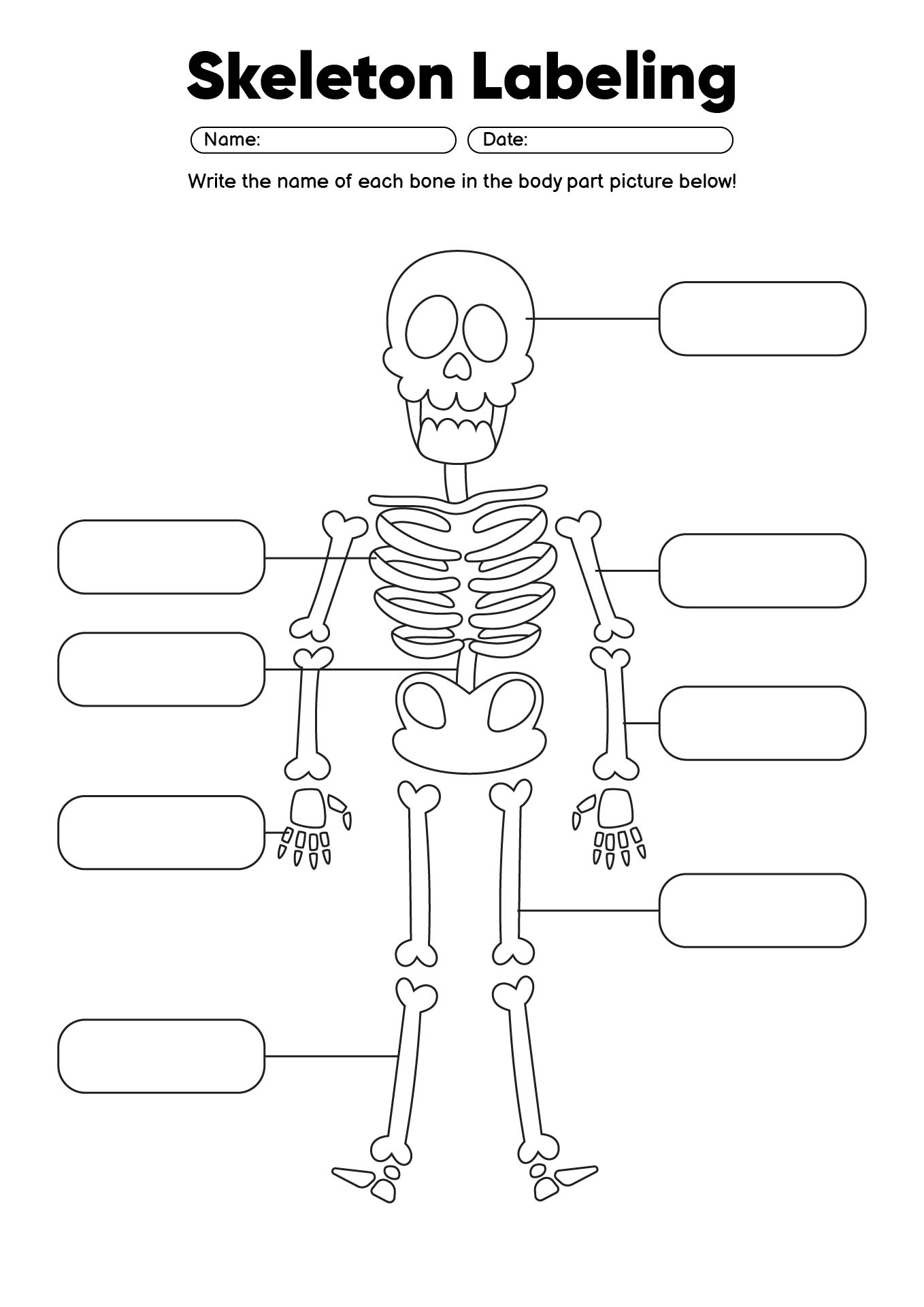 Skeleton Labeling Worksheets Printable