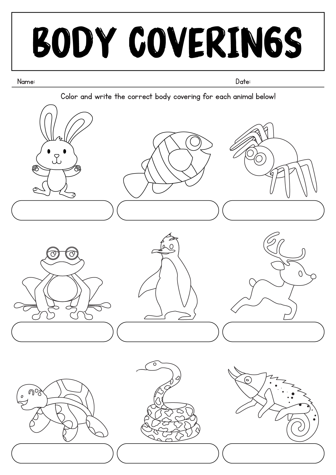 Body Coverings Of Animals Worksheet