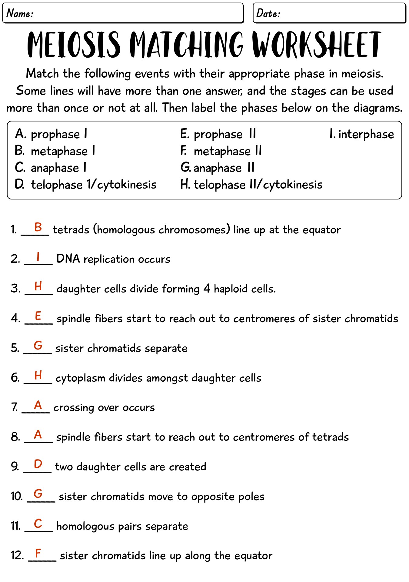 Meiosis Stages Worksheet Answer Key